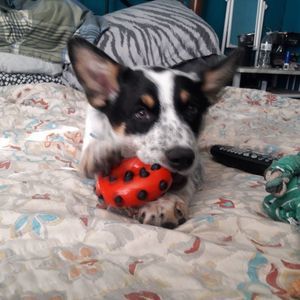 Meet your Posher, Allison